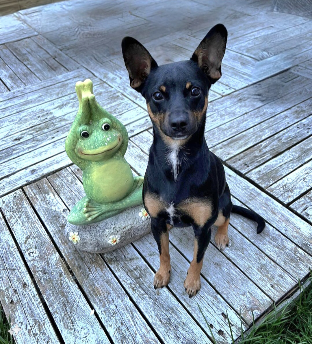 bilan comportemental canin