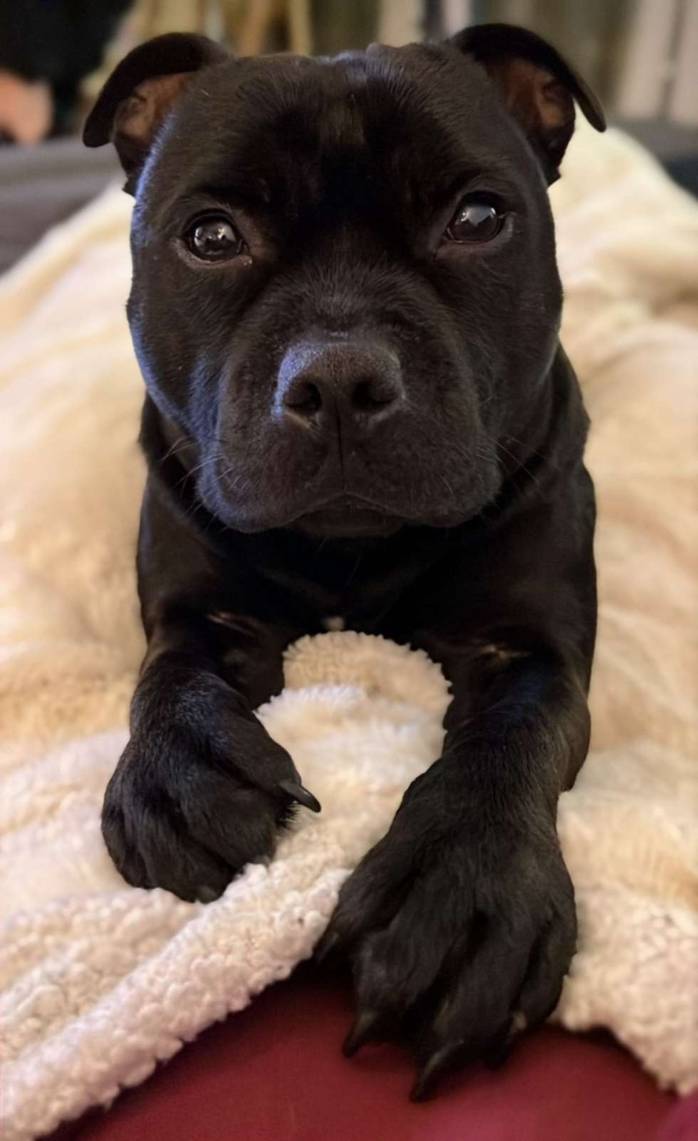 comportementaliste canin